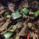 Cooksnap dari Rizki Nimas Exacti untuk resep Sapi Lada Hitam