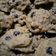 Cooksnap dari Yuni Hartini untuk resep Classic Chocochip Cookies