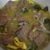 Cooksnap dari Umi Rusydah Ilmiyah untuk resep Paru sapi goreng ala RM Padang