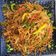 Manisha Desai's cooksnap of when they made ચાઇનીઝ ભેળ (Chinese Bhel Recipe In Gujarati).