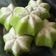 Cooksnap dari Evy Mayasari untuk resep Putu ayu