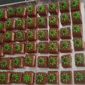Cooksnap dari Hannanan untuk resep NASTAR WAFER Cookies