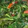 Cooksnap dari Aprilia untuk resep Tumis Kangkung Terasi Pedas