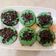 Cooksnap dari Yuliana Rahmawati untuk resep Pukis praktis