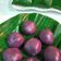 Cooksnap dari tunik 🍀 untuk resep Kue Bugis Ubi Ungu