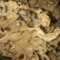 Cooksnap dari jkyt untuk resep Rempeyek / Peyek Kacang