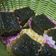 Cooksnap dari Diah Yulianti untuk resep Choco and Matcha Eggless Moist Cake
