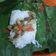 Cooksnap dari Gabriel timberlake untuk resep Nasi bakar isi ayam & teri