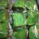 Cooksnap dari dini untuk resep Bolu pandan panggang