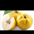 صورة من ( ام كريم 👑🇯🇴) ⁩⁩، شاركها بعد تجربة وصفة كوكتال الرمان سفرجل والتفاح.........🐼🌺👍