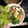Cooksnap dari Nining Sukmawati untuk resep Bihun Bebek Medan