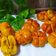 Cooksnap dari Irma Rays untuk resep Roti Sobek Labu Kuning (no telur)