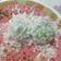 Cooksnap dari Anita Altam untuk resep Klepon ketan gula merah