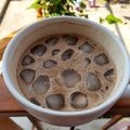 Cooksnap από Δέσποινα Καρπούζα στη συνταγή Fredoccino