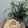 Cooksnap dari Sandra untuk resep Mac n cheese