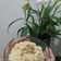 Cooksnap dari Sandra untuk resep Mac n cheese
