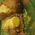 El cooksnap de vicky cuando hizo Arrollado de carne.