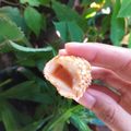 Cooksnap dari Teny Fat Karwati untuk resep Mochi Goreng / Onde Kue Keranjang