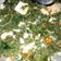 Cooksnap dari Nengah Hardiani untuk resep Daun singkong kuah santan