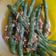 Cooksnap dari idasah untuk resep Buncis bawang putih