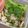 รูป Cooksnap ของ Mo Sorasak เมื่อเขาทำ ลาบไก่ยอเห็ดเข็มทอง คีโต