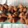 Cooksnap dari Yuliana Lim untuk resep Brownies Kukus Mekar Ekonomis 1 Telur (Metode All In)