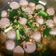 Cooksnap dari nurul zulayka untuk resep Sup bakso sapi