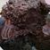 Cooksnap dari ade yulida untuk resep Chocovado Espresso Brownies with Avocado Frosting (Keto Friendly