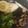 Elisabeth 's cooksnap of when they made Rosemary Lemon Chicken.