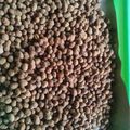 Cooksnap dari intan rahma untuk resep Kacang Telur