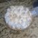 El cooksnap de ariananunez cuando hizo Lemon Pie.