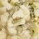 Cooksnap dari mima untuk resep Sayur Bening kembang kol,wortel & tahu (#pr_sayurbening)
