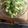 溫蒂 的 炒蛇瓜 cooksnap