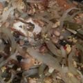 Cooksnap dari Ruanghana untuk resep Labu siam tumis bumbu kuning