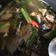 Cooksnap dari lily untuk resep Ikan Patin Kuah Asam Khas Manado