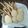 El cooksnap de Darkcuarry cuando hizo Masa básica con arroz cocido (SIN GLUTEN) para hacer pan, crackers, rapiditas y grisines (ECONÓMICA).