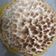 El cooksnap de Pamela castañon cuando hizo Lemmon pie con leche condensada.