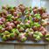Cooksnap dari Uun Sunarsih untuk resep Bolu kukus santan mekar