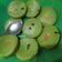 Cooksnap dari Husnil Khatimah untuk resep Kue lumpur kentang pandan bisa untuk MPASI 12 month +