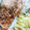 El cooksnap de Irene-Guirao cuando hizo Trucha al vino blanco.