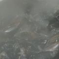 El cooksnap de Alfonso Cañero cuando hizo Mejillones al vapor.