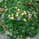 Cooksnap dari Nila Sari Hariyadi untuk resep Sayur Bayam [Bayam Soup]