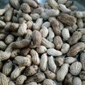 Amma's Confectionery's cooksnap of when they made Gyada/Groundnuts.