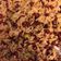 El cooksnap de isbhel cuando hizo Arroz con granada.