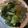 感謝主 的 青江菜炒金針菇 cooksnap