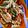 Itikona Banerjee's cooksnap of when they made ট্রাই কালার পাস্তা (Tri colored Pasta recipe in Bengali).
