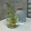 کوک اسنپ Atefeh Hni بعد از امتحان کردن استفاده از پوست میوه وضایعات سبزیجات.