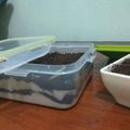 Cooksnap dari FITR NINGSIH untuk resep Oreo Cheesecake