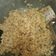 Cooksnap dari suharto untuk resep Nasi goreng Ikan Tuna