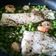 El cooksnap de Carmeta cuando hizo Guisantes con Gambas.